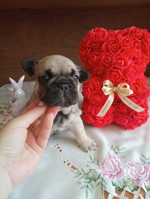 Французькі бульдожки