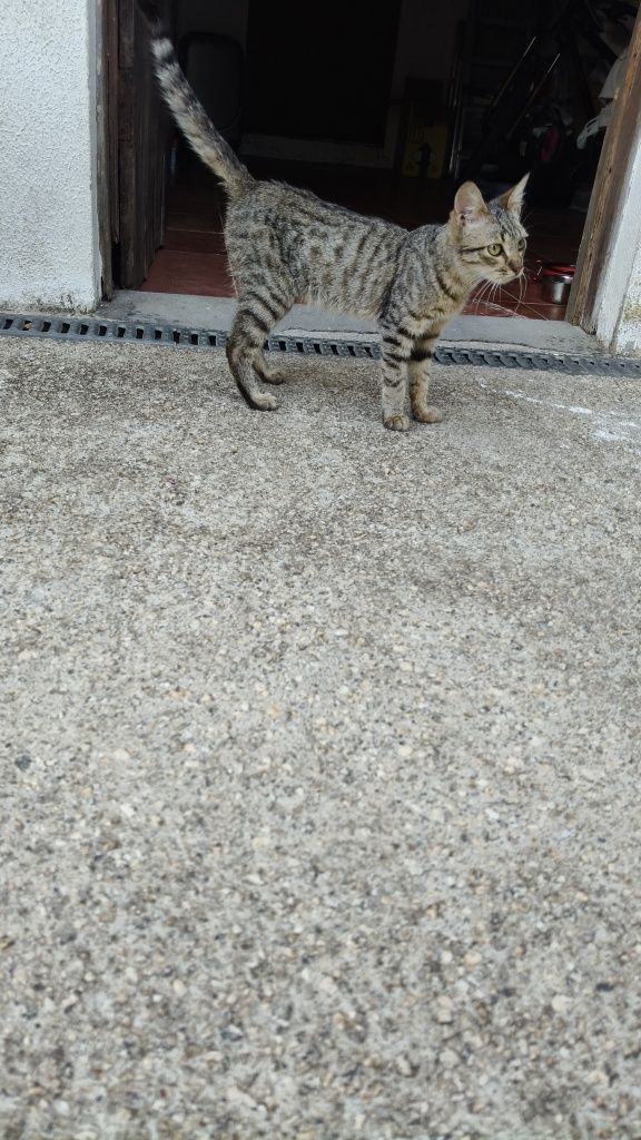 Gatinho para adoção responsável