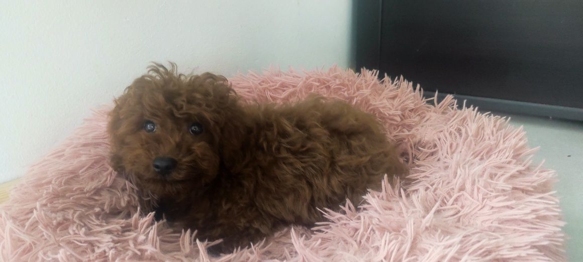 Pudel toy Red Brown do odbioru