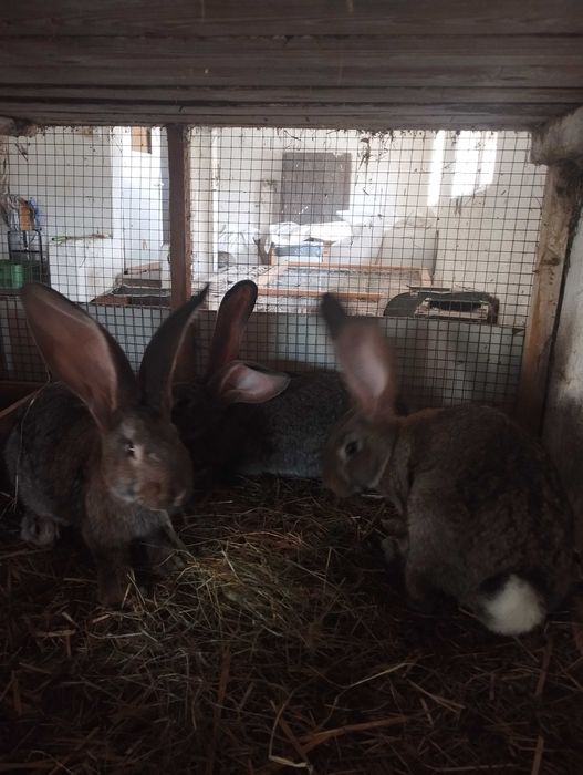 Młody tegoroczny belgijski olbrzym szary