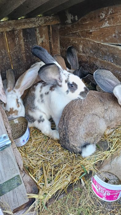 Sprzedam króliki belgijskie młode 3 miesiące