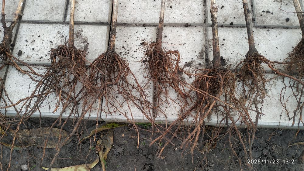 Черенки Саженцы Винограда