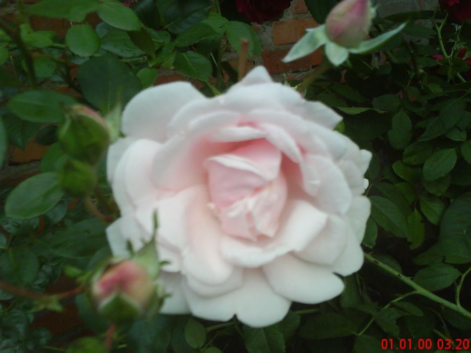 Розы. Саженцы Роз