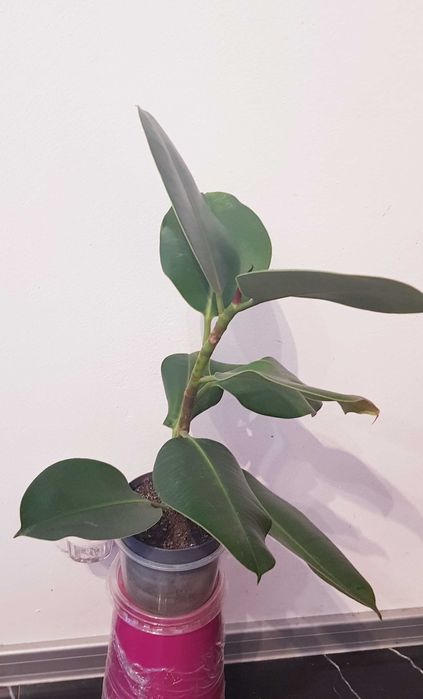 FIGOWIEC Sprężysty Ciemnozielone Błyszczące Liście Ficus Elastica 49cm