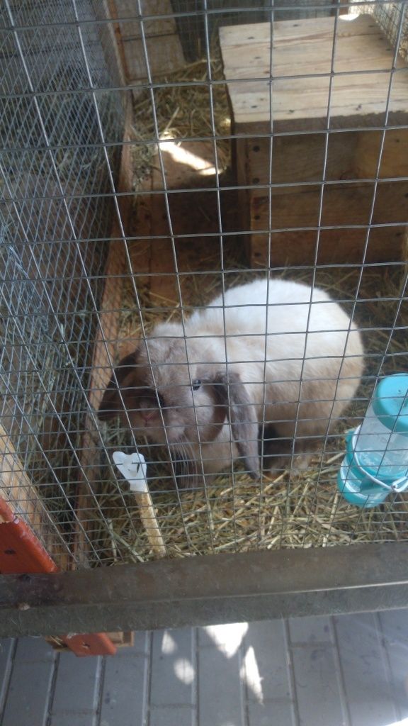 Królik  mini LOP