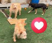 Cães para adoção responsável