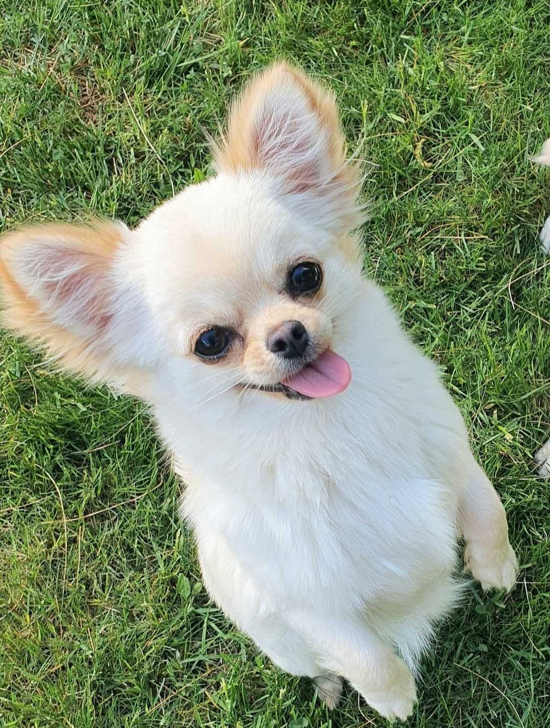 Chihuahua piesek długowłosy hodowla zarejstrowana ZKwP FCI