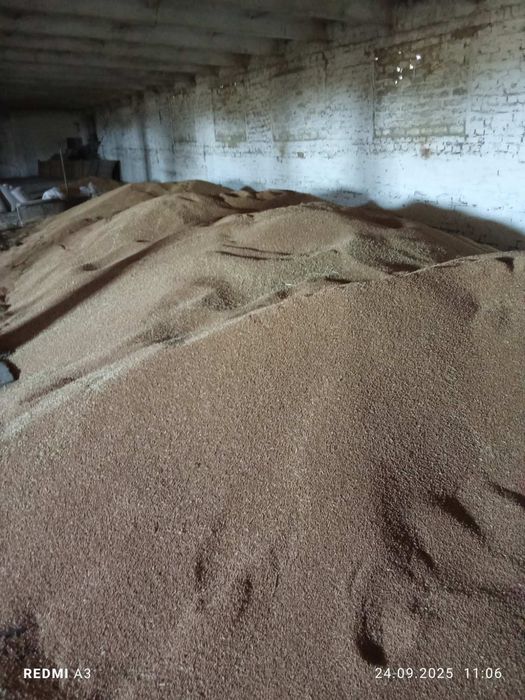 Продам пшиницу 4 клас хороше качество