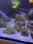 Green star polyps