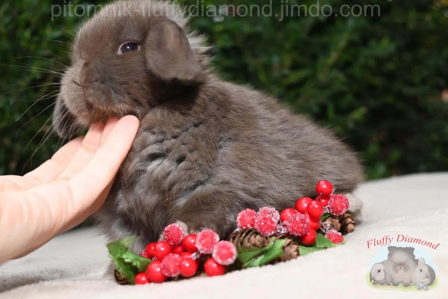 Вислоухий кролик. Благородный окрас. Шоколадная девочка