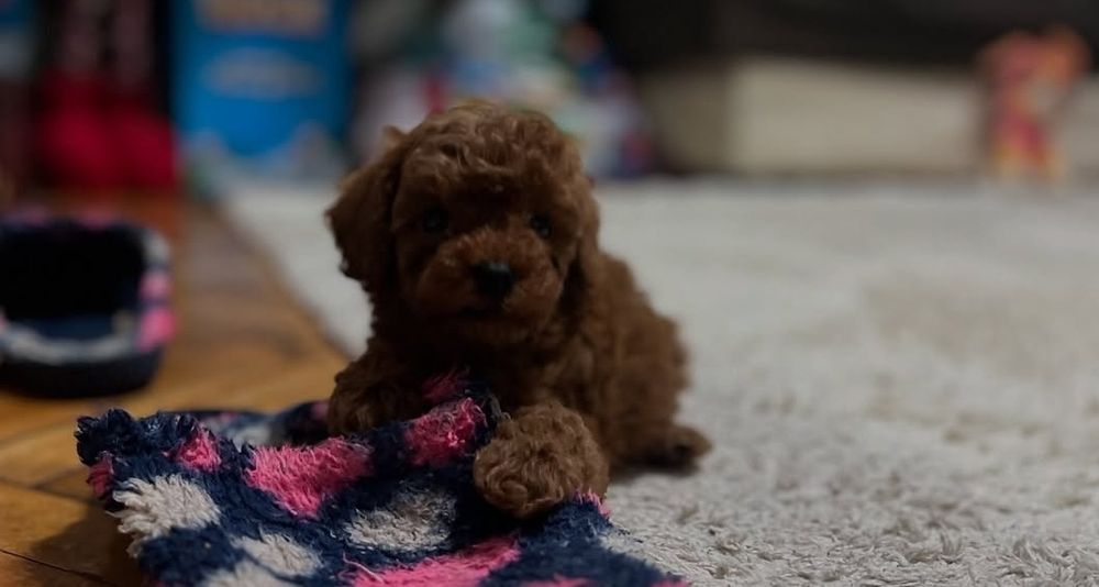 ДІвчинка красуня Ред браун той пудель