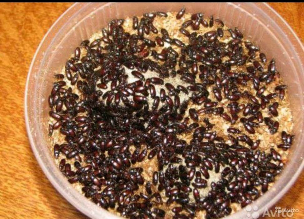 Белковый корм для муравьёв - Жук и личинка знахаря\ Чернотелка