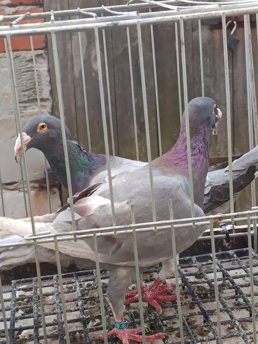 Rzeszowski gołębie rzeszowskie