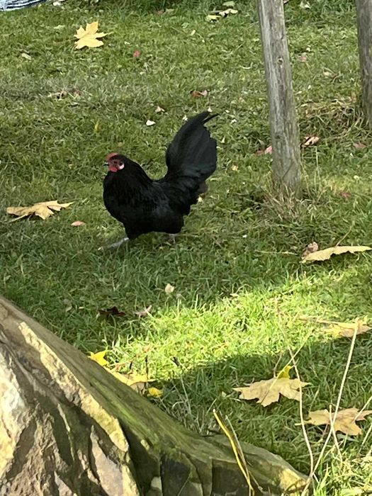 Sprzedam Koguty liliputy