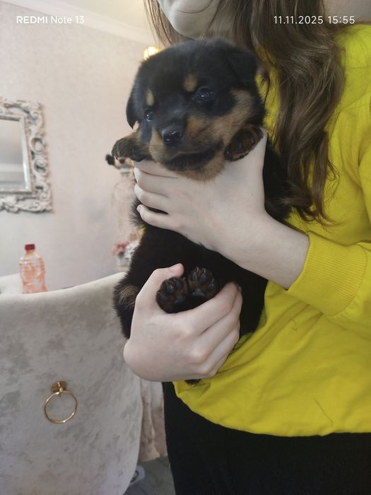 Щенок ротвейлера девочкп
