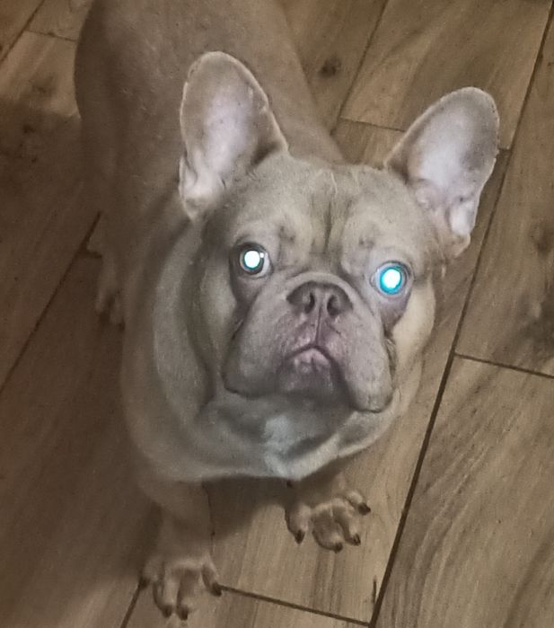 Изабелловое чудо