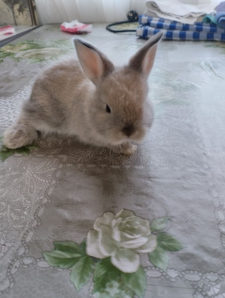 Coelhos anões bebes