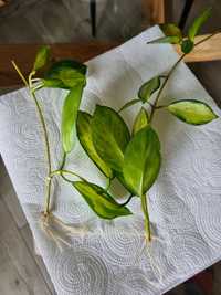 Hoya australis Lisa- ukorzeniona