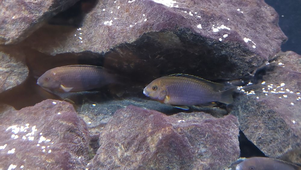 Pyszczak rdzawy , rdzawe