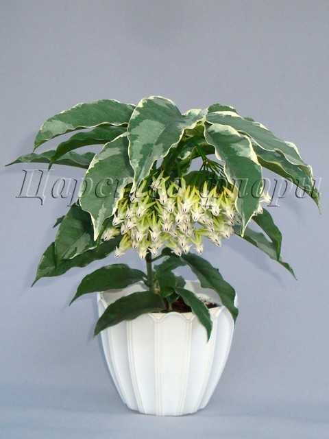 Хойї Хойя Hoya Multiflora variegata