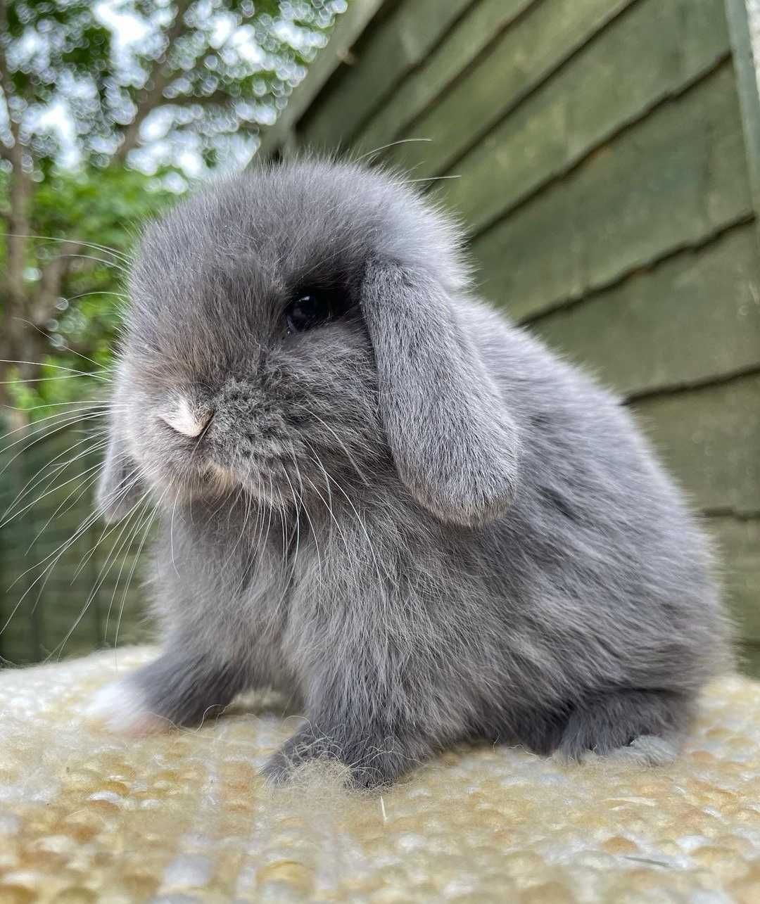 KIT Coelhos anões orelhudos, mini lop adoráveis e super inteligentes