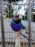 Diamante de gould azul
