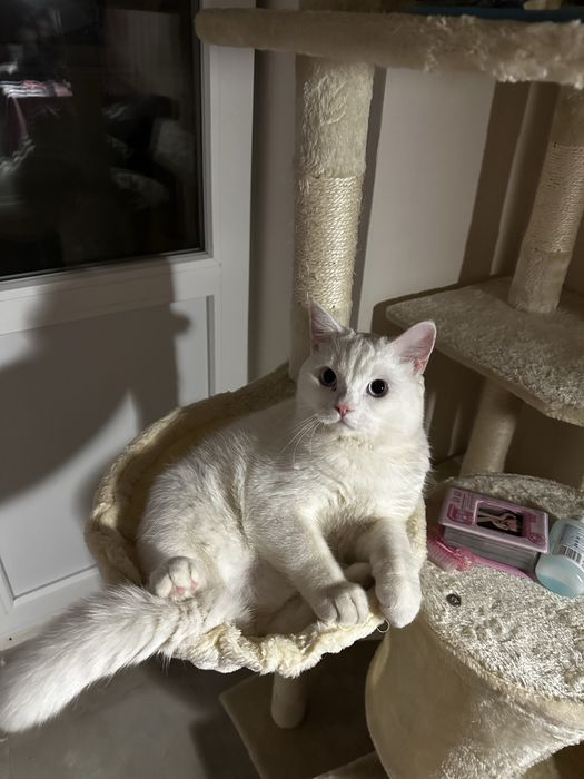 котик мальчик милый очень хорошой