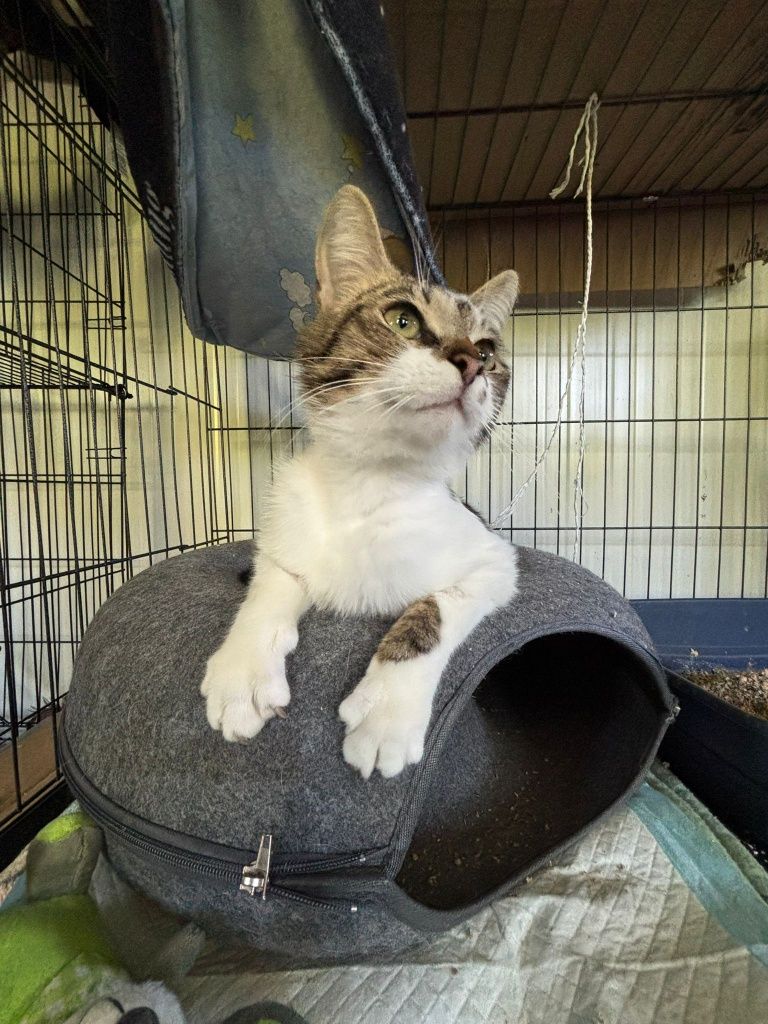 Towarzyski kocurek do adopcji