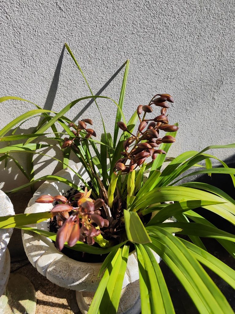 Vaso de Orquídeas
