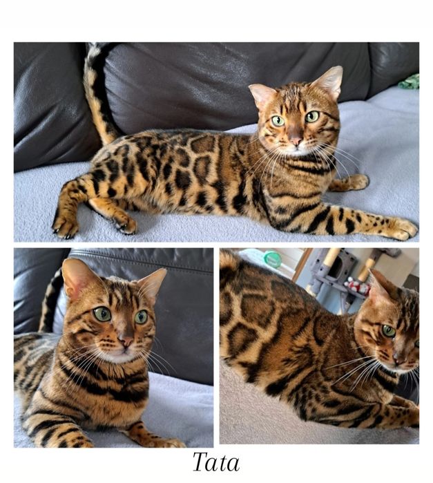 Kot bengalski kocurek bengal