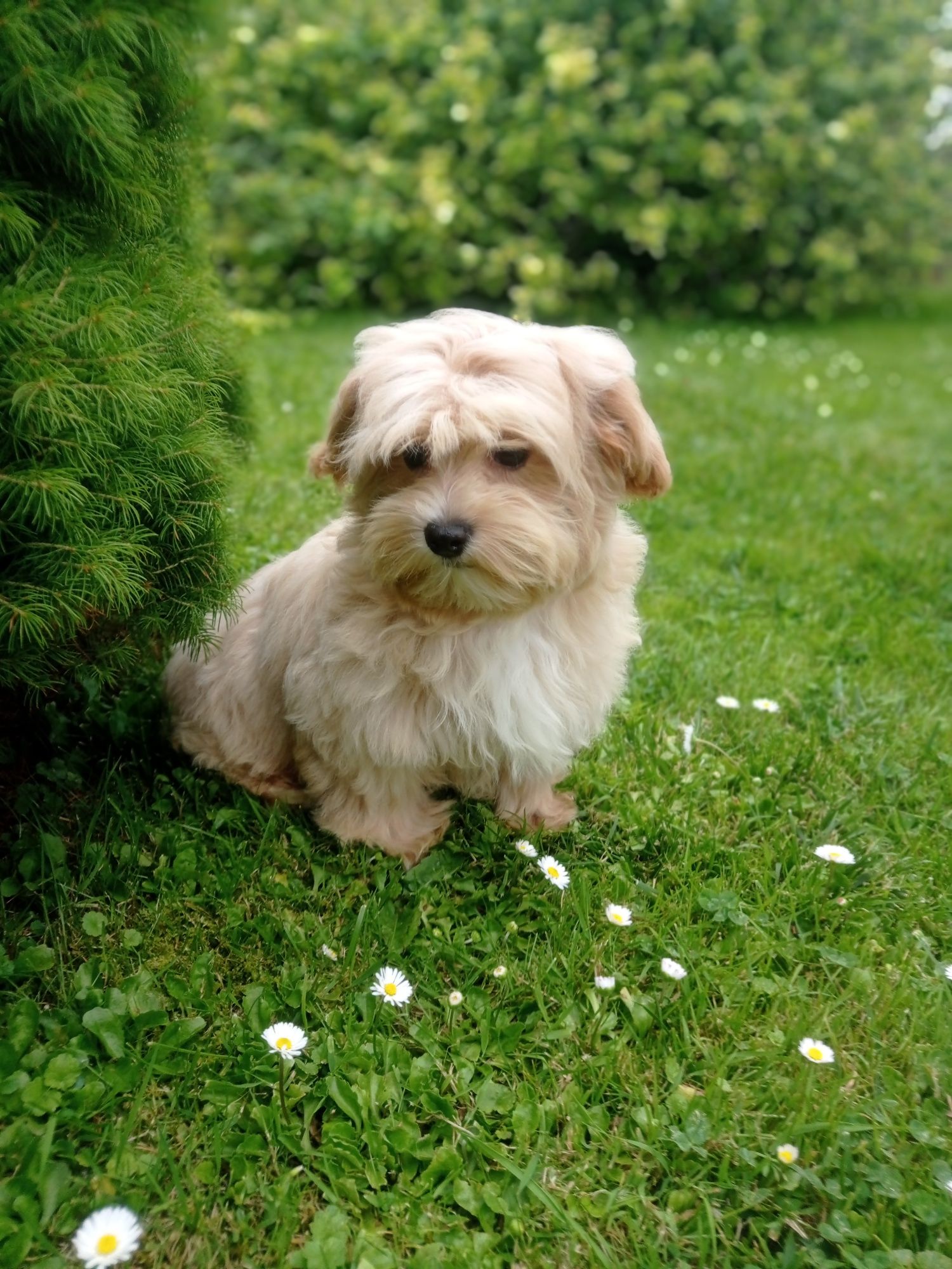 Maltipoo maltańczyk & pudel toy piesek