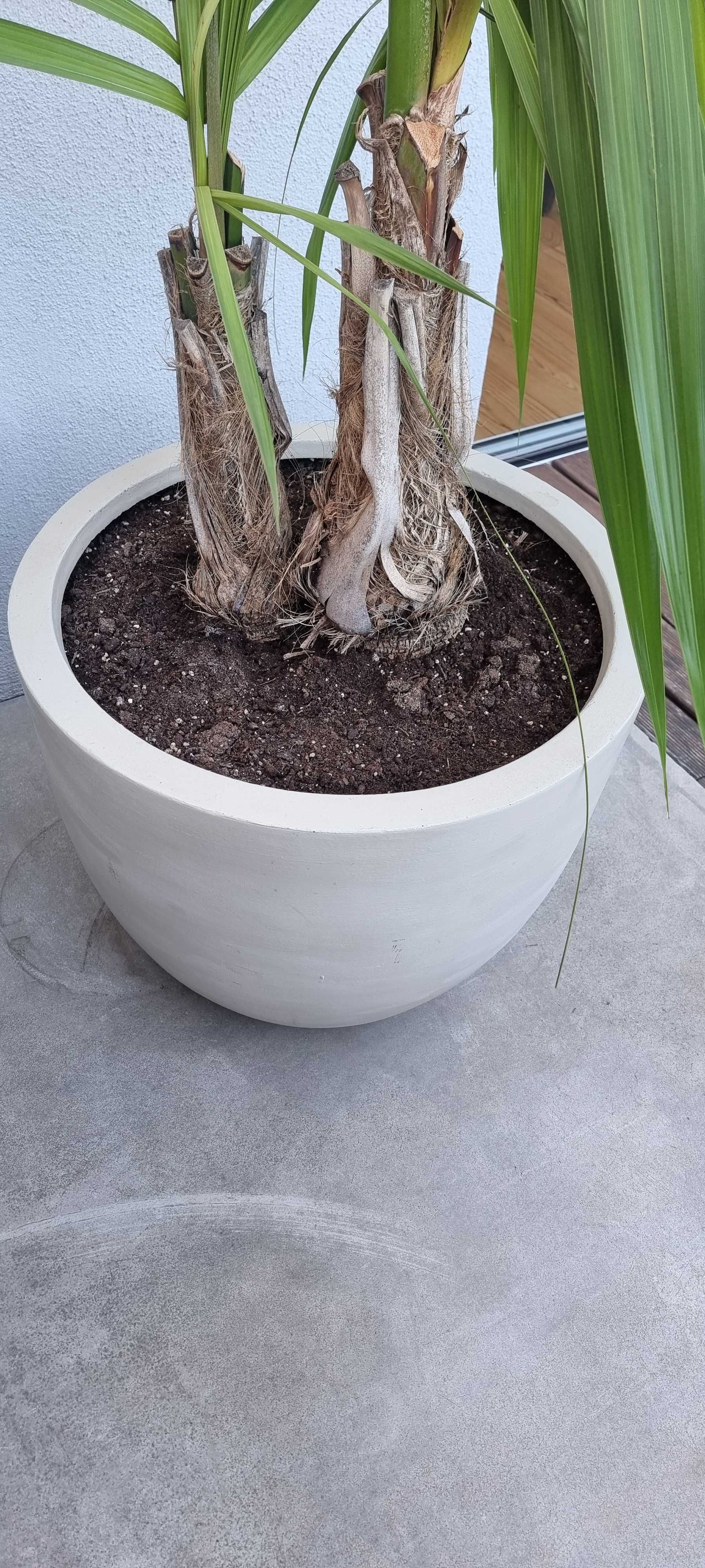Palmeira com vaso planta de interior ou pouco sol