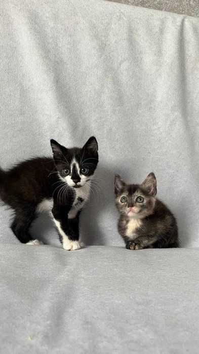 Ласковые котята ищут дом