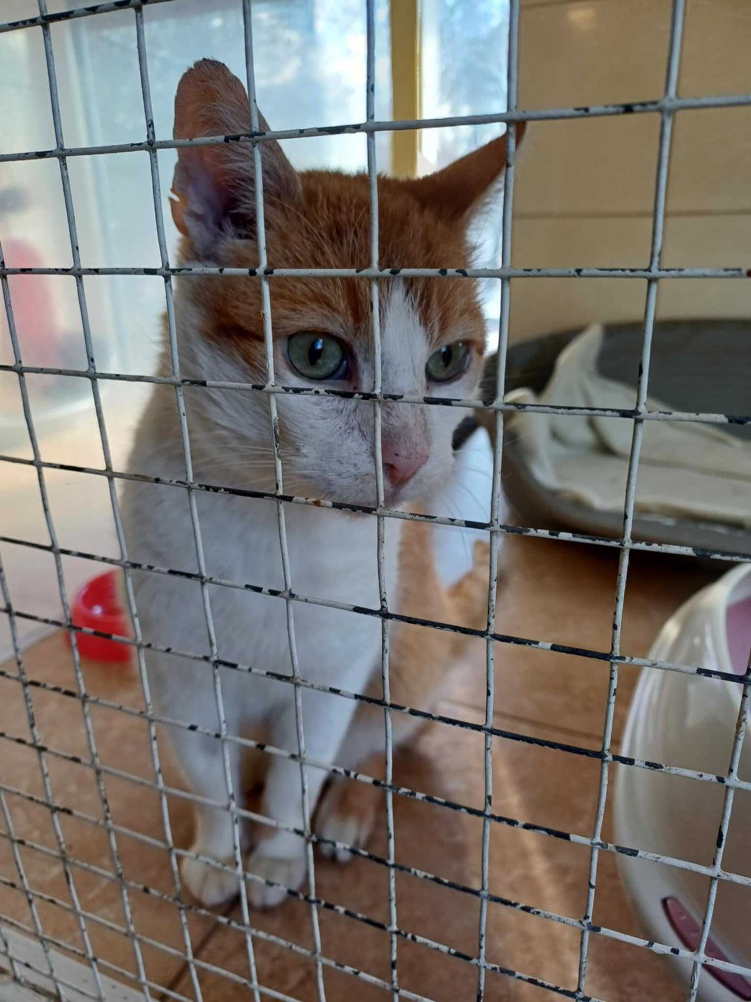 Pilne!!Borys ok 6 let.rudasek z FIV +czeka na kochający dom Sylwia Wa