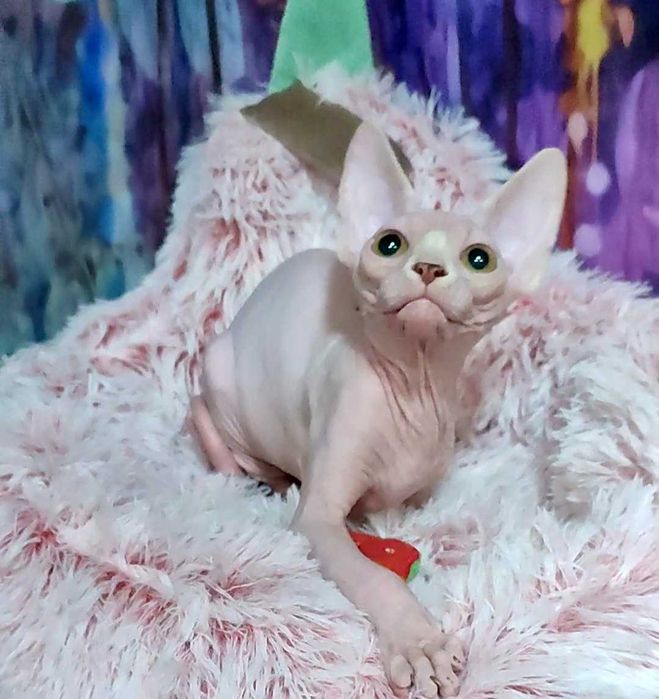 Канадський сфінкс хлопчик Джокер