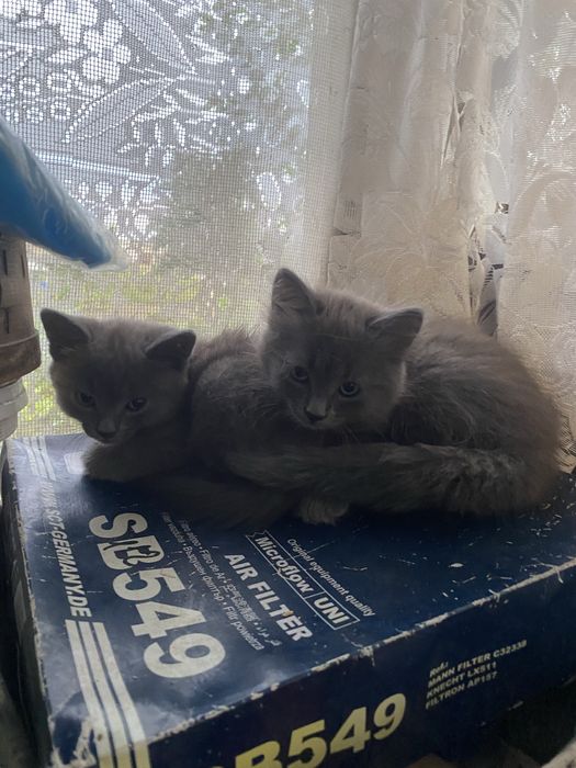Віддам котиків в добрі руки