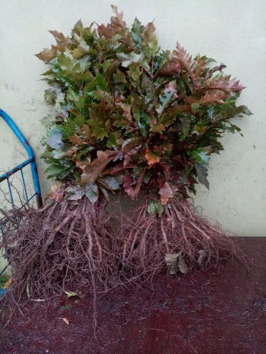 Dąb czerwony czerwonolistny sadzonki 40-50cm komplet 50 sztuk