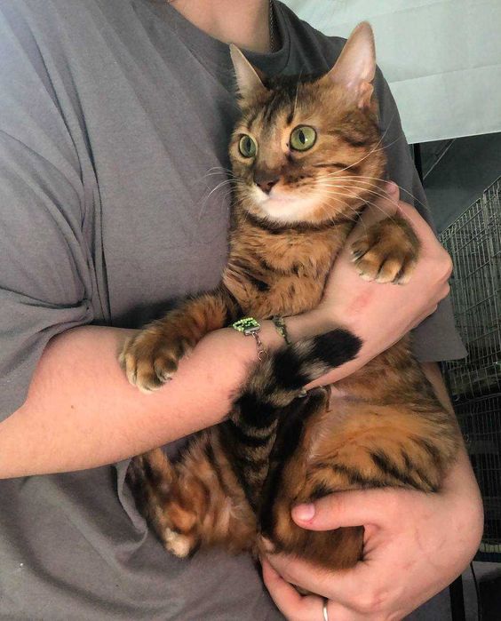 Породистая кошечка в леопардовом окрасе, Бенгалочка - 1-2 года