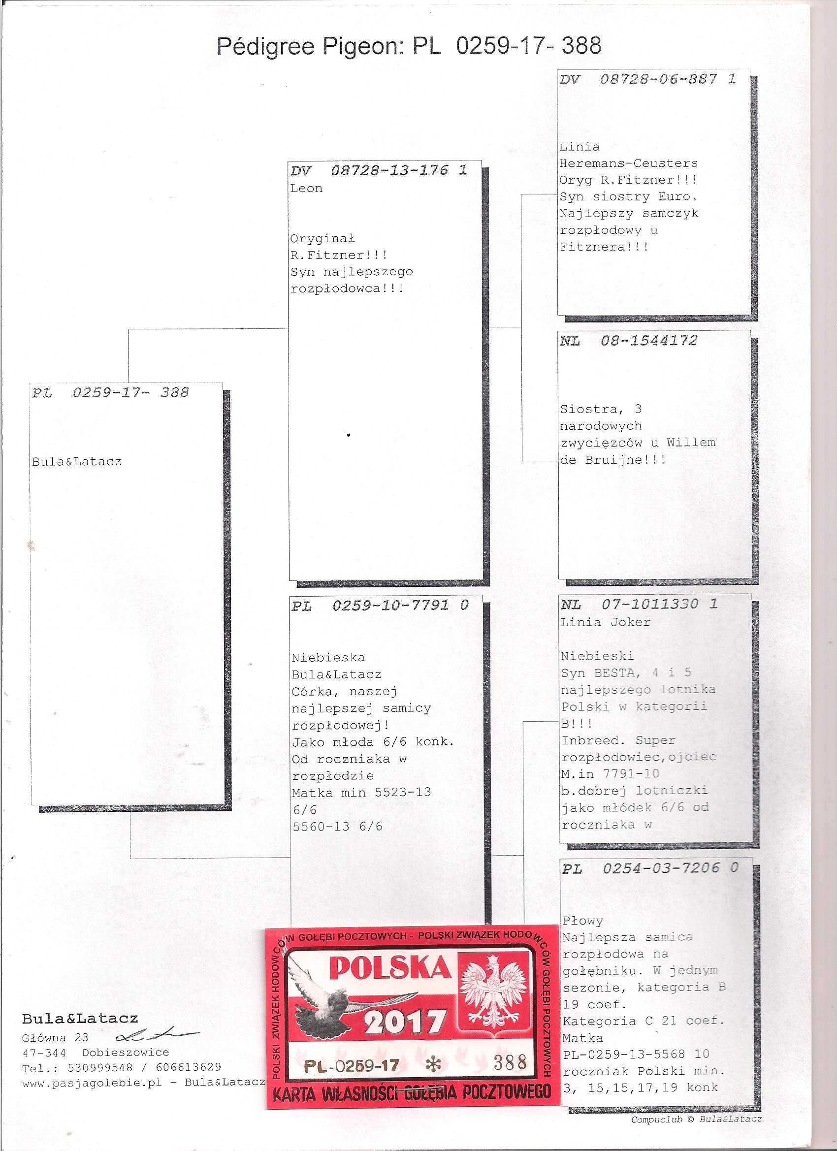 Młode 2025 para 44 Bula Latacz Syn Forresta Gołąb gołębie pocztowe