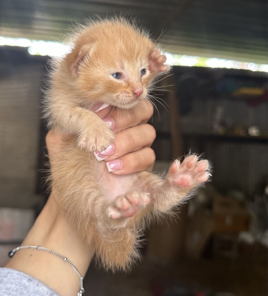 Gatinhas para adoçao