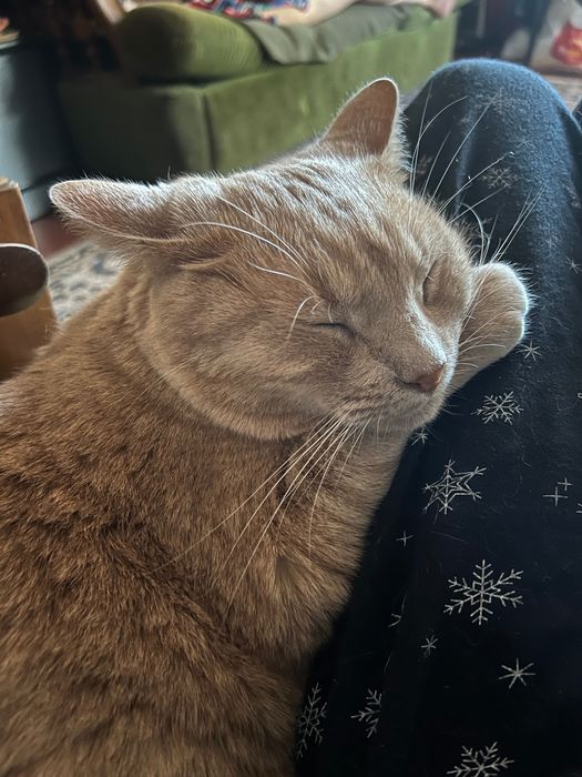 Зник кіт! Допоможіть знайти, будь ласка!