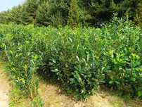 Novita! Prunus! Laurowiśnia wschodnia! 100,120,150,180+cm! Elly! Etna!