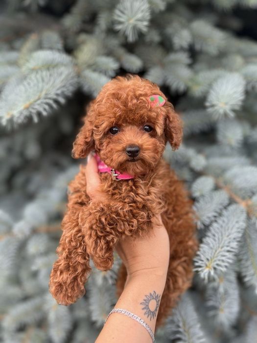 Супер Мальтипу Міні