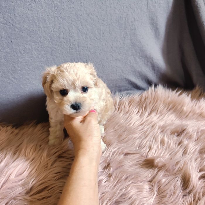 Maltipoo sunia malutka