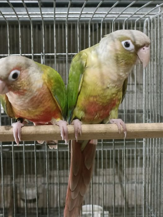 Casal de pyrruras pineapples 2025