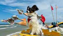 spaniel kontynentalny papillon