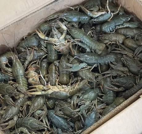 Раки річкові