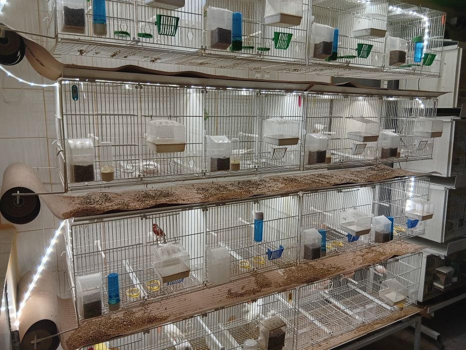 Canarios brancos odivelas