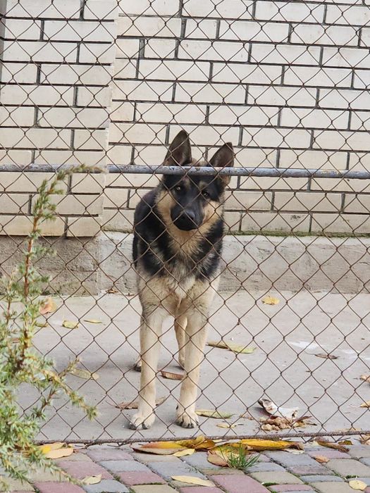 Німецька вівчарка,пес 7міс,безкоштовно