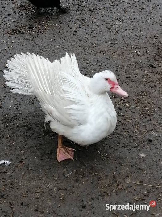 Sprzedam kaczki francuskie